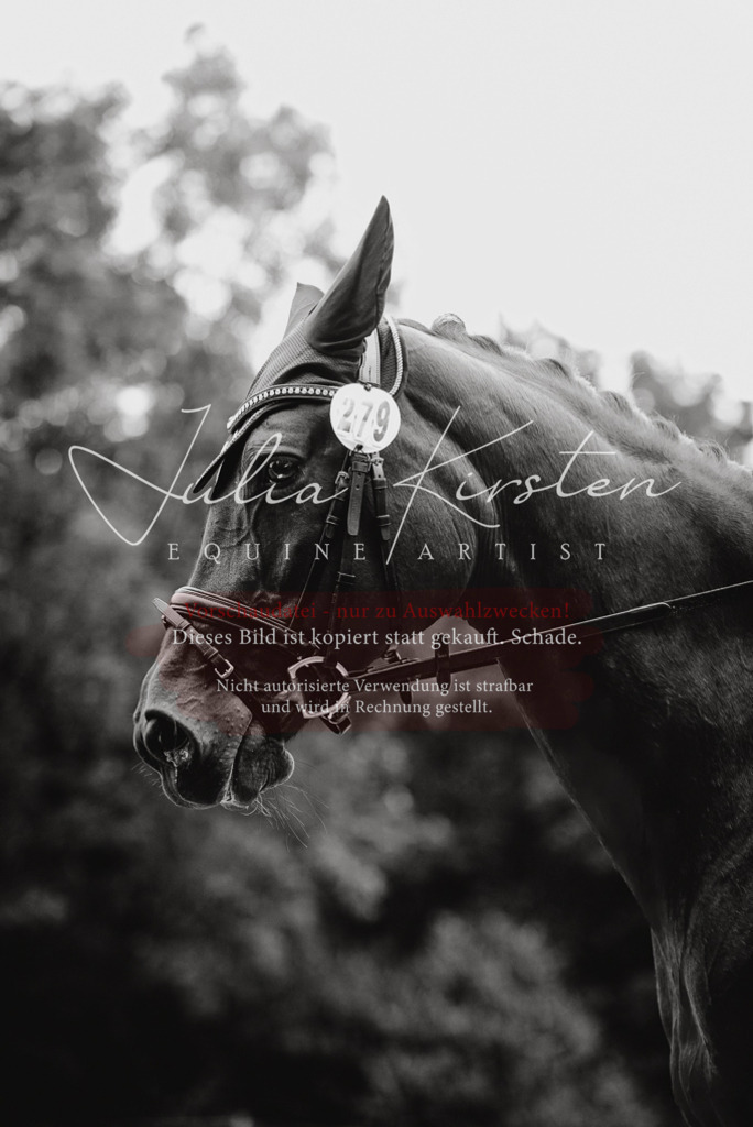 DSC_9599 | Pferde- und Turnierfotografie in Westsachsen. Pferdeportraits, Auftragszeichnungen und intuitive Kunst.