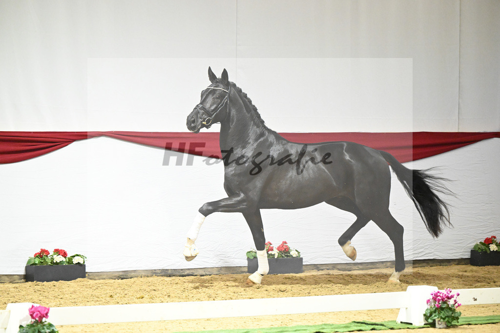 Kat-Nr. 55 v. DSP Bohemian_Casper_63221527 | hf-fotografie - Realizzato con Pictrs.com