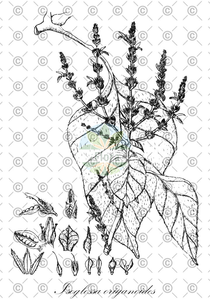 HistAbb_wfo-0000732640_1_ENZY_Simple | Historische Abbildung von Isoglossa origanoides - Acanthaceae | Historical Illustration of Isoglossa origanoides - Acanthaceae