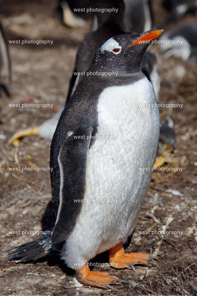 Gentoo Penguin 3 SLI - FLK 2014 | west photography - Realisiert mit Pictrs.com