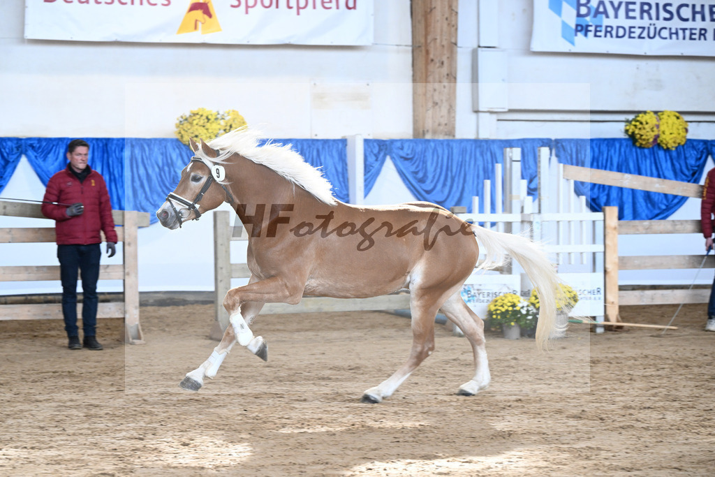 Kat-Nr. 9 nn v. Novastar_Heistinger_48250165 | hf-fotografie - Realisiert mit Pictrs.com