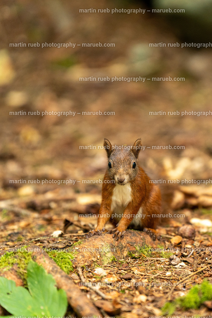 Fast and Shy II (vertical) | Squirrel in it's natural habitat - Realisiert mit Pictrs.com