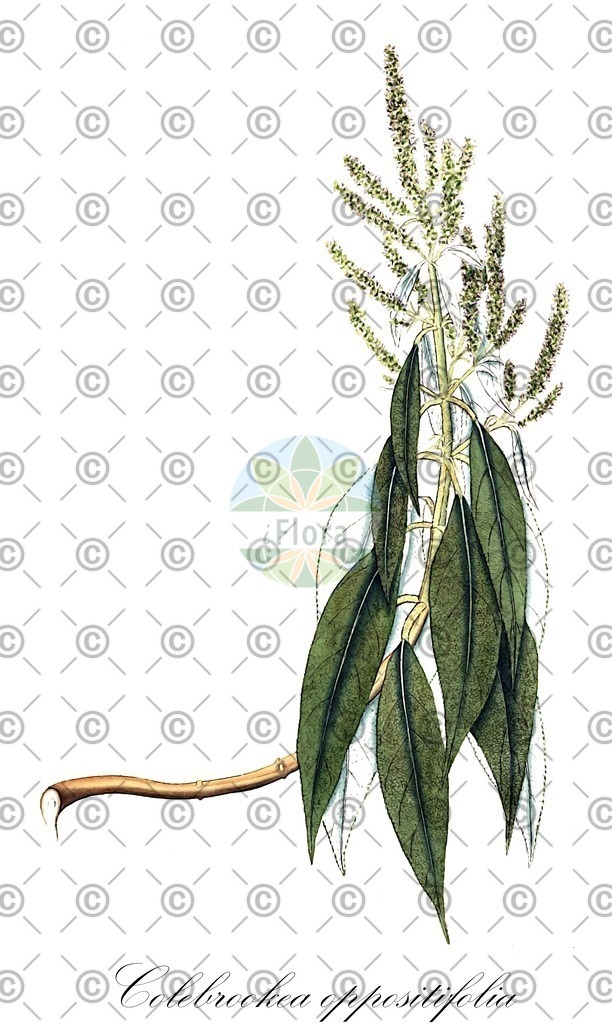 HistAbb_wfo-0000614654_1_ENZY_Simple | Historische Abbildung von Colebrookea oppositifolia - Lamiaceae | Historical Illustration of Colebrookea oppositifolia - Lamiaceae