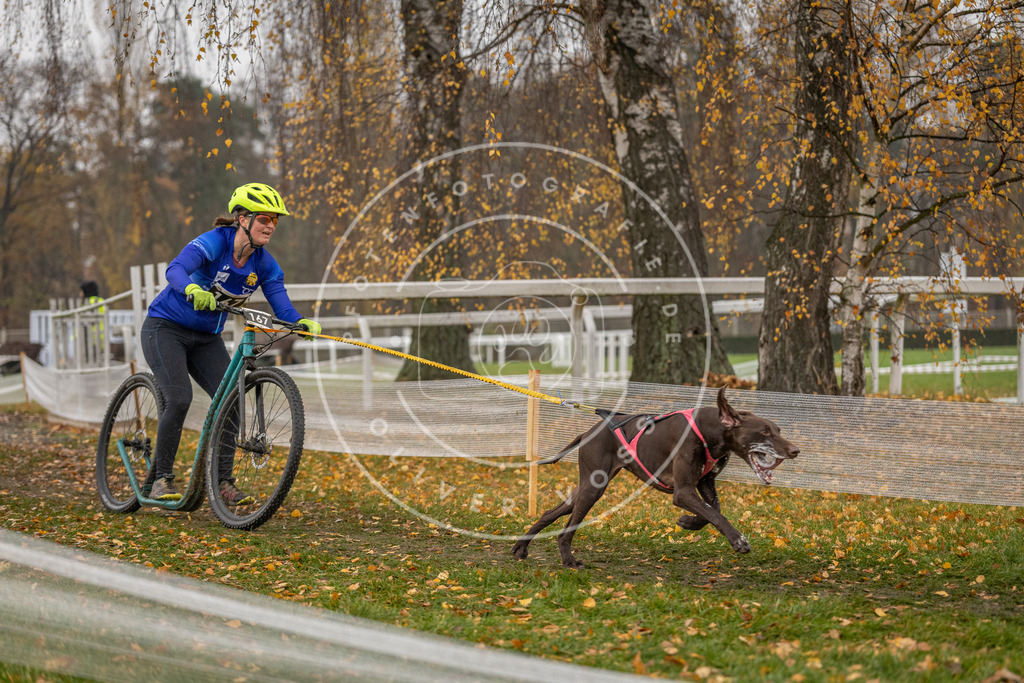 CaniXpix_DV3A8084 | Hundefotografie, Tierfotograf, Pfotenfotografie, Fotoshooting Hund, Hunde Portrait, Hundesport, Hundeportraits, Heideshooting, Hunde, Sportfotograf, Hundefotograf, Turnierhundsport, THS,  - Realisiert mit Pictrs.com