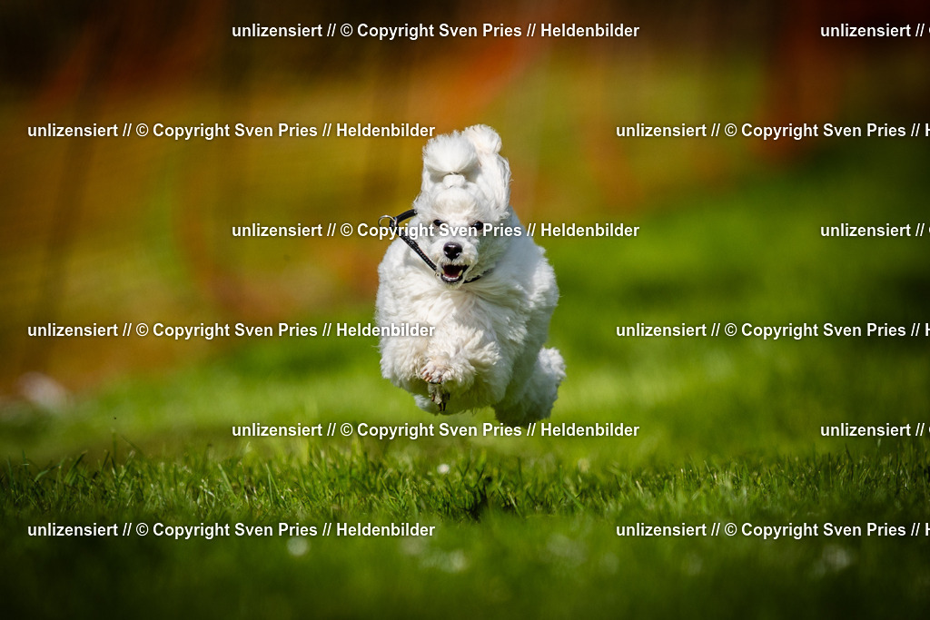 Sven Pries | 2025-04-13 - Hunderennen Baden-Baden - Realisiert mit Pictrs.com