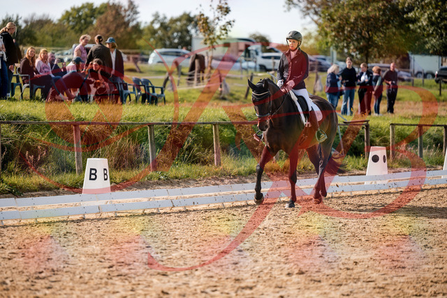 2026_10_03_Siefer-Hof_133447_Z63_93393563 | Professionelle Reitsport-, Turnier- und Eventfotografie von Robert Broda. Galerien mit ausgewählten und bearbeiteten Bildern direkt online ansehen und bestellen.