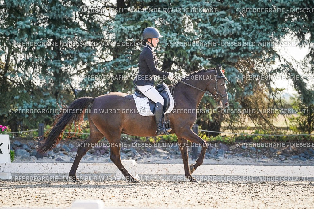 DSC08928 | Pferdegrafie