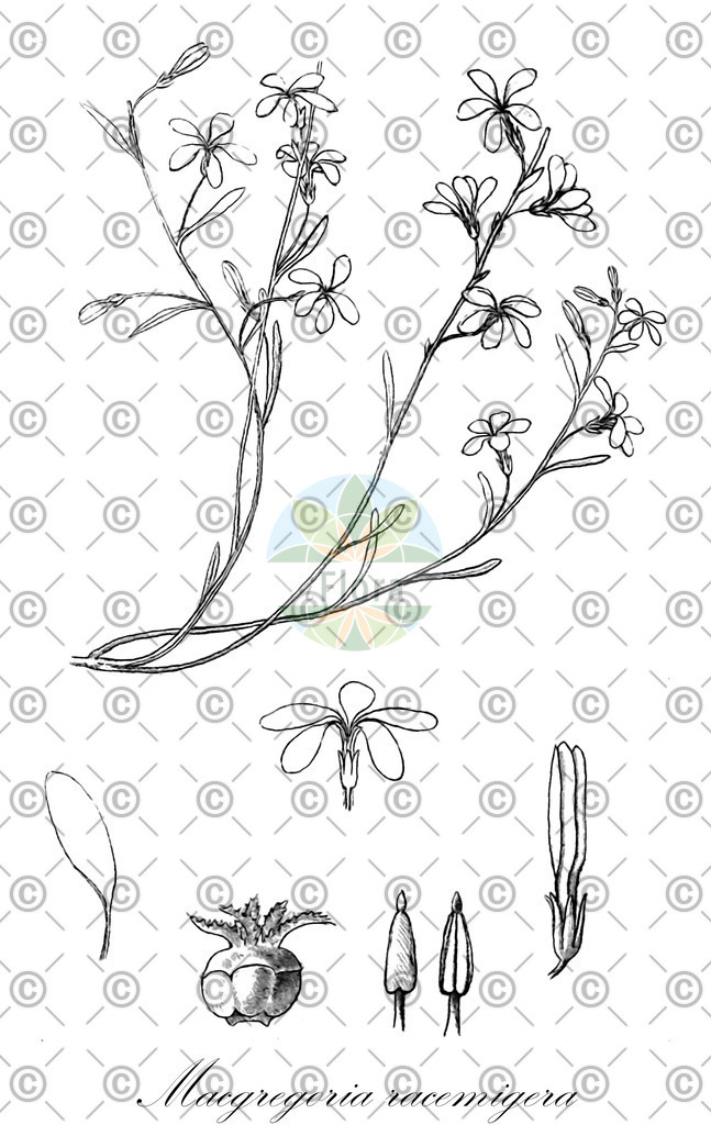 HistAbb_wfo-0000169318_1_ENZY_Simple | Historische Abbildung von Macgregoria racemigera - Celastraceae | Historical Illustration of Macgregoria racemigera - Celastraceae