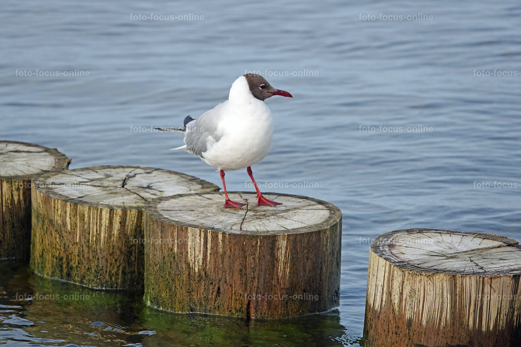 North Beach, Darß | foto-focus-online