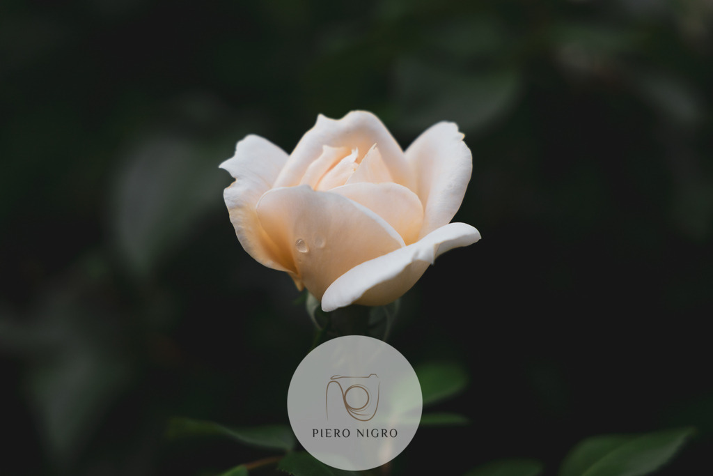 20230914-17-02-56-IMG_0890_v1_cleanedup | Galleria Dei Moment - Fotografie D' Arte | Wallart | Fotokunst - Realisiert mit Pictrs.com