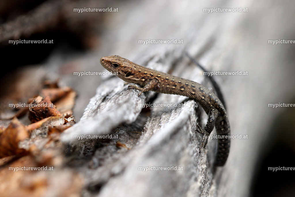 Waldeidechse-002 | Das Bilderarchiv über Tiere, Planzen und Landschaften. In der Bilddatenbank finden Sie ein große Auswahl an hochwertigen Bilder für Ihre Werbung - Realisiert mit Pictrs.com