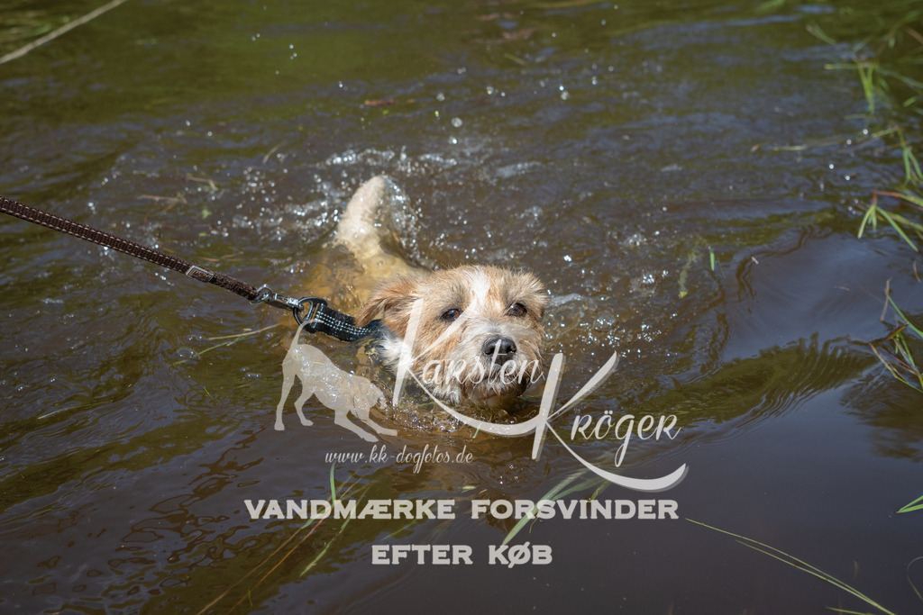 1141DKK990851 | kk-dogfotos