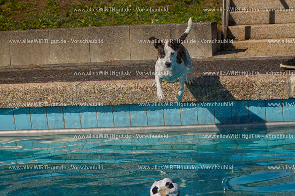Hundeschwimmen_Grefrath_2026-allesWIRTHgut_Tierfotografie-13_48-FAY00726 | Professionelle Tierfotografie in Mönchengladbach von Daniel Wirth (allesWIRTHgut). Liebevolle & natürliche Bilder von Hunden & Katzen für unvergessliche Erinnerungen.