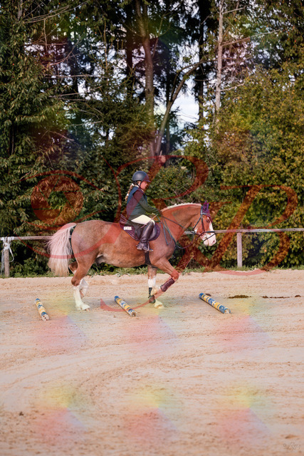 2026_10_03_Siefer-Hof_144417_Z81_17883865 | Professionelle Reitsport-, Turnier- und Eventfotografie von Robert Broda. Galerien mit ausgewählten und bearbeiteten Bildern direkt online ansehen und bestellen.