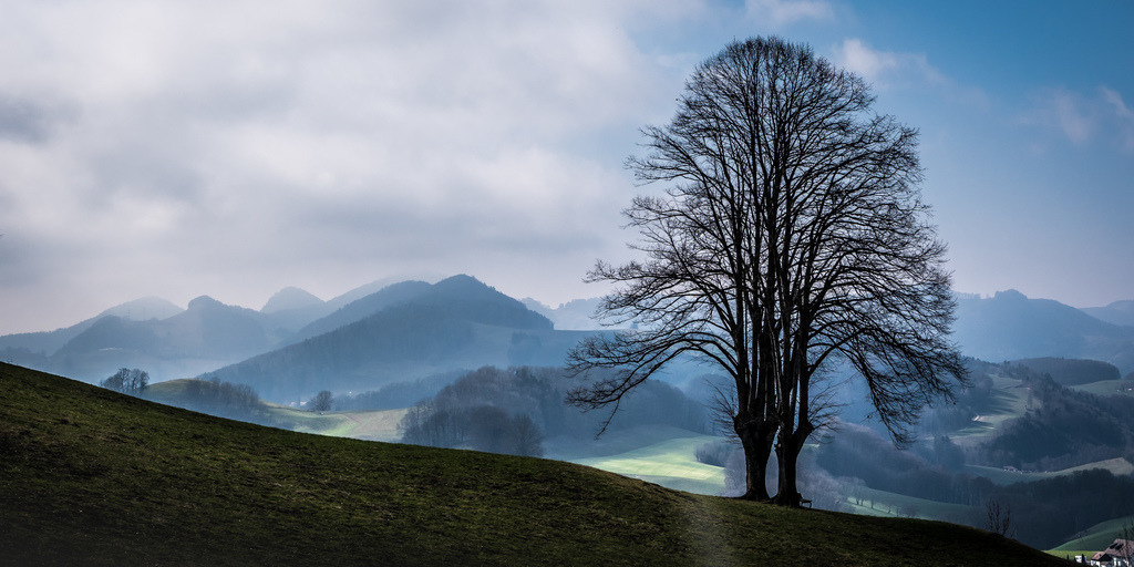 Wisen (So) | Hoher Baum auf einem Feld im Gegenlicht - Realisiert mit Pictrs.com
