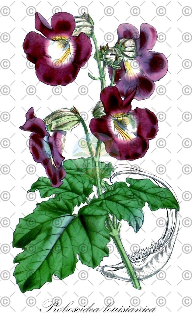 HistAbb_wfo-0001062720_1_ENZY_Simple | Historische Abbildung von Proboscidea louisianica - Martyniaceae | Historical Illustration of Proboscidea louisianica - Martyniaceae