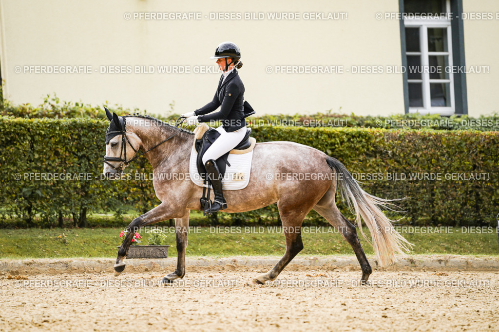 DSC01488 | Pferdegrafie