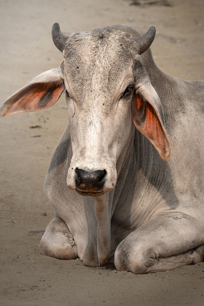 Heilige Kuh (Zebu) | Indien | Premium-Wandbild von justsomewhere.com: Ein würdevolles, detailreiches Nahaufnahmen-Porträt einer ruhenden indischen Zebu-Kuh mit markanten großen Ohren und kleinen Hörnern auf sandigem Boden. - Realisiert mit Pictrs.com