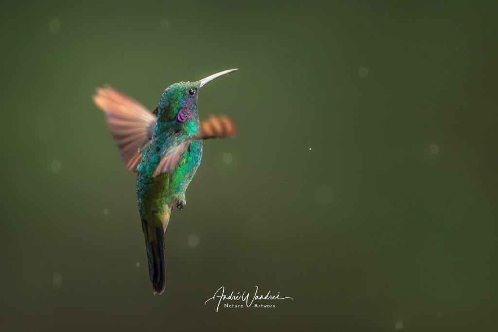 Wenn Licht auf Federn trifft | Andre Wandrei - Nature Artworx - Realisiert mit Pictrs.com