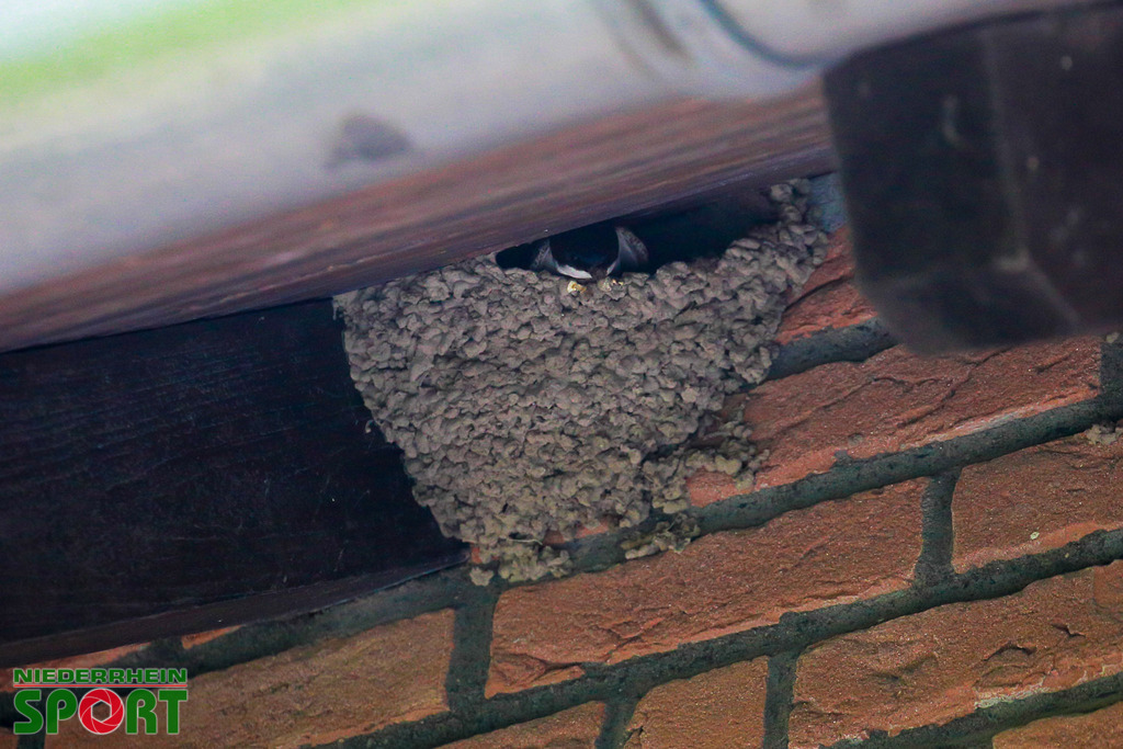 Mehlschwalben_bei_Otto11062025_022 | Bildergalerie von Sport-Ereignissen aber auch von weiteren spannenden Dingen - nicht nur vom Niederrhein. In Anlehnung an den bekannten Spruch von Hanns Dieter Hüsch heißt das Motto: "Niederrhein ist überall".  - Realisiert mit Pictrs.com