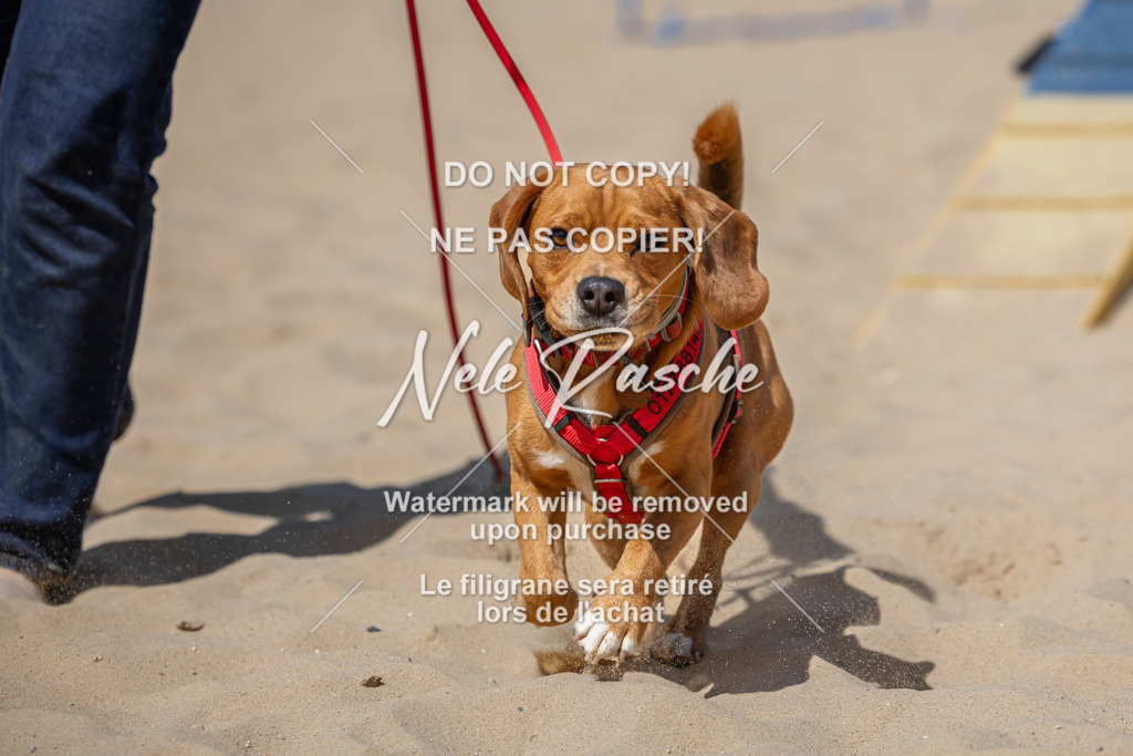 nelerasche_saBeachility_720 | nelerasche