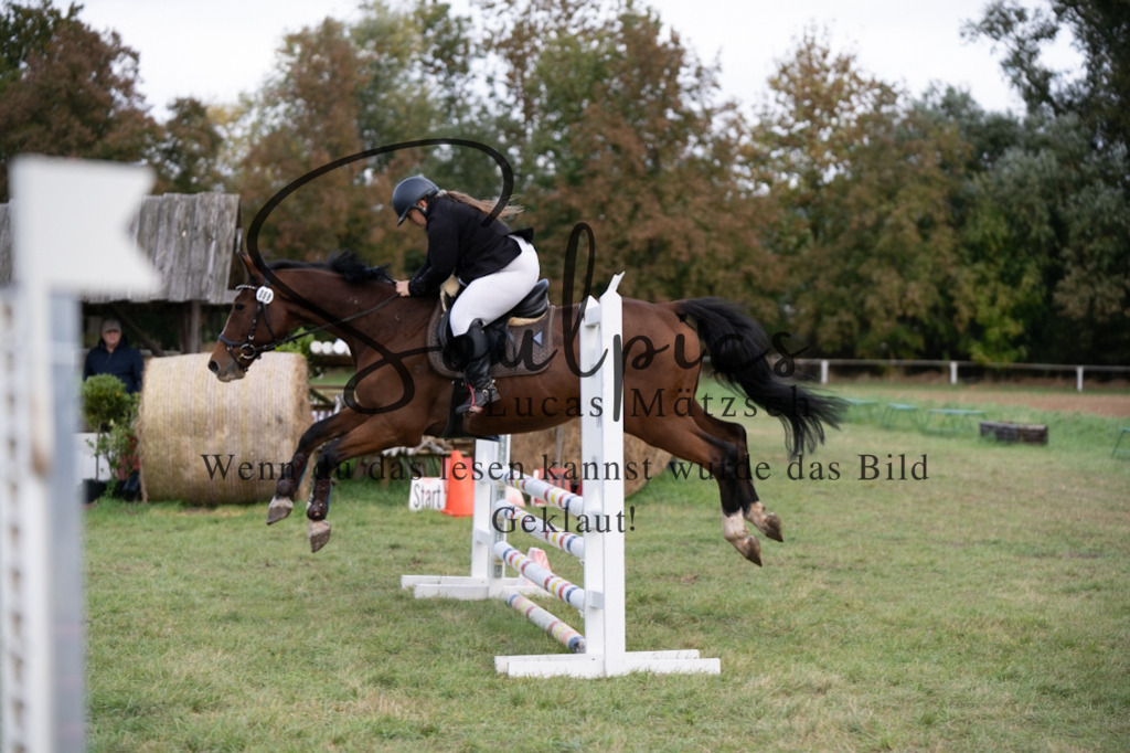 A7V06451 | Pferdefotograf