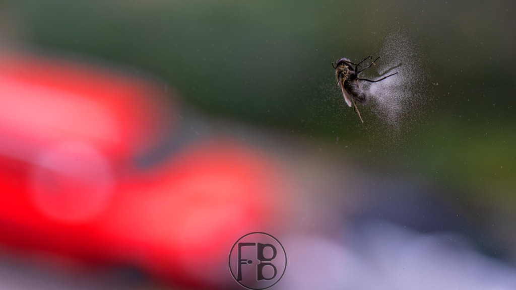 Unfalltod einer Fliege | Mit einer Geschwindigkeit von drei Metern pro Sekunde schlug die Fliege auf eine Fensterscheibe. - Realisiert mit Pictrs.com