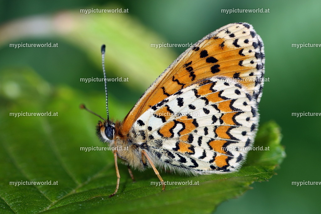 Melitaea trivia-007 | Das Bilderarchiv über Tiere, Planzen und Landschaften. In der Bilddatenbank finden Sie ein große Auswahl an hochwertigen Bilder für Ihre Werbung - Realisiert mit Pictrs.com