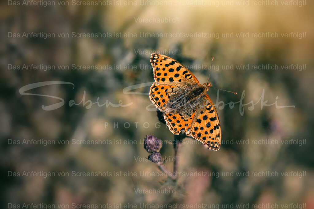 Wandbild Schmetterling | Exklusive Naturfotografie für stilvolle Wanddekoration ★ Premium Wandbilder Made in Germany ✔️ FineArt Drucke & Downloads ✔️ Brillante Farben, höchste Qualität & weltweiter Versand ✔️ - Realisiert mit Pictrs.com