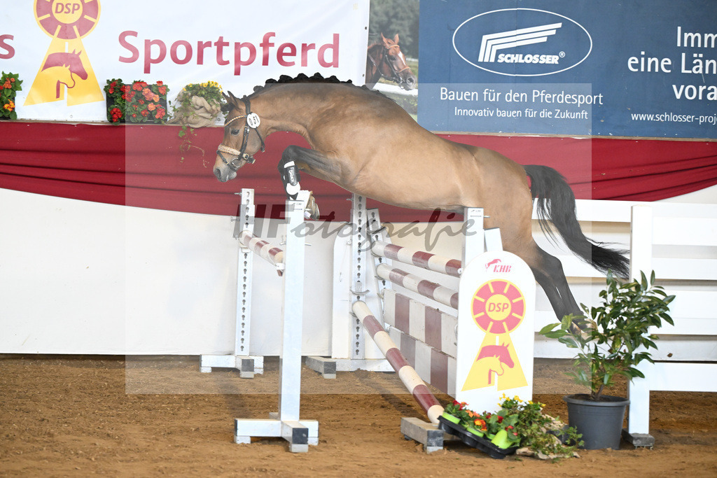 Kat-Nr. 51 Crown Decadence VR v. Hesselteichs Golden Dream_van der Raadt_16250572 | hf-fotografie - Realisiert mit Pictrs.com
