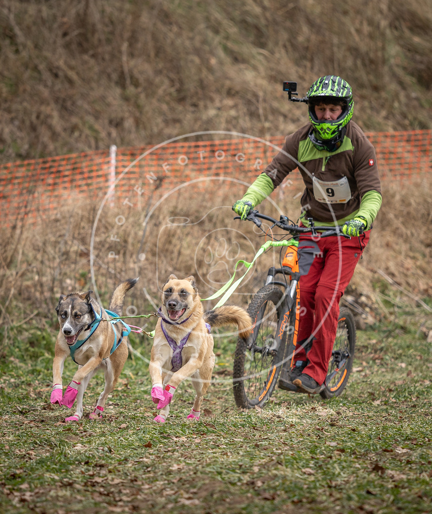 Pfotenfotografie_DV3A6585 | Hundefotografie, Tierfotograf, Pfotenfotografie, Fotoshooting Hund, Hunde Portrait, Hundesport, Hundeportraits, Heideshooting, Hunde, Sportfotograf, Hundefotograf, Turnierhundsport, THS,  - Realisiert mit Pictrs.com