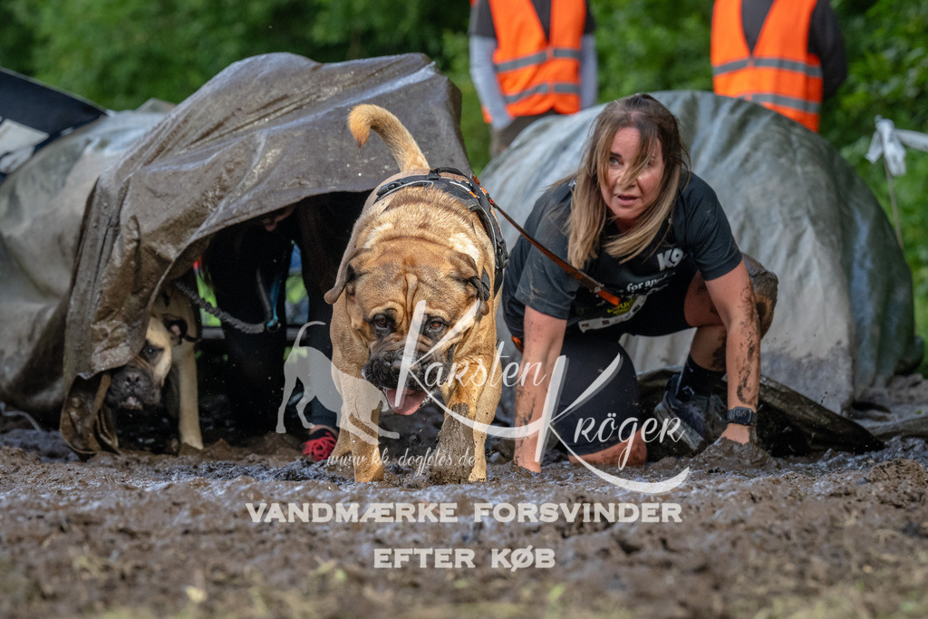 1713_ZZ91465 | kk-dogfotos