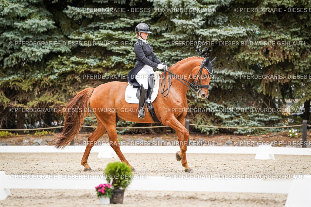 DSC05139 | Pferdegrafie