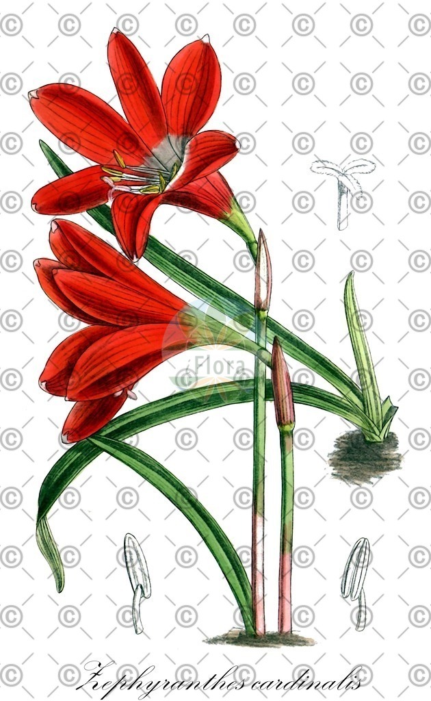 HistAbb_wfo-0000429445_1_ENZY_Simple | Historische Abbildung von Zephyranthes cardinalis - Amaryllidaceae | Historical Illustration of Zephyranthes cardinalis - Amaryllidaceae