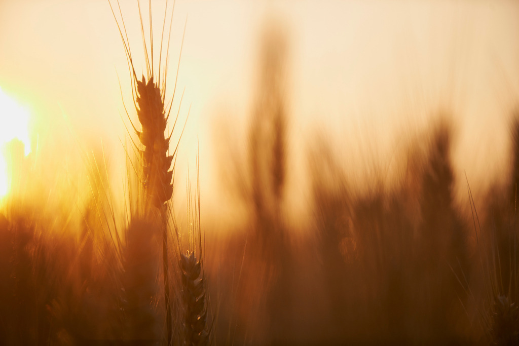 Roggenfeld im Gegenlicht | Rauchwart, Austria - June 29, 2013: Roggenfeld im Gegenlicht. - Realisiert mit Pictrs.com