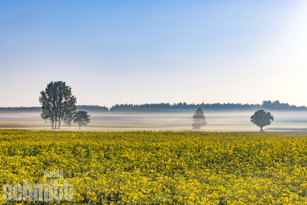 Rapsfeld bei Wilhemsdorf im Morgennebel | Ein leuchtend gelbes Rapsfeld bei Wilhelmsdorf liegt geheimnisvoll im sanften Morgennebel. Die gedämpften Farben und die weiche Stimmung verleihen der frühlingshaften Landschaft eine ruhige, fast märchenhafte Atmosphäre. - Realisiert mit Pictrs.com