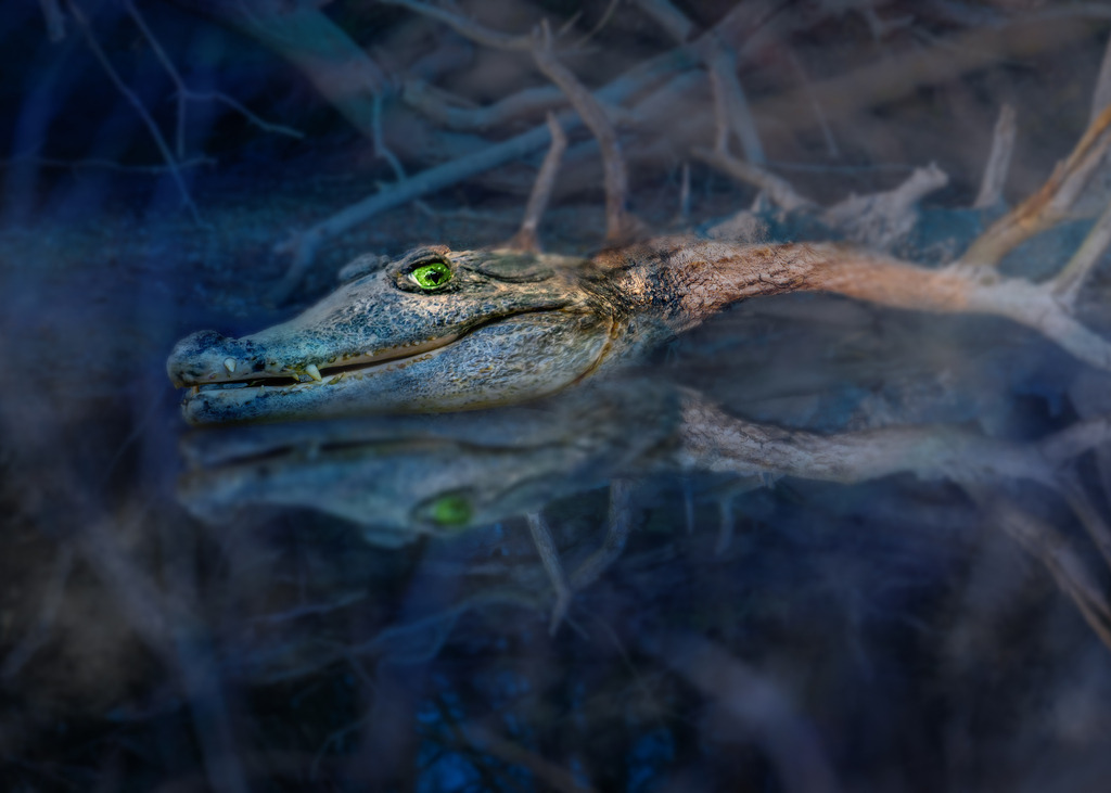 Das Wurzodil | Tief im Wald, da wo es kaum Tag wird, lebt das Wurzodil. - Realisiert mit Pictrs.com