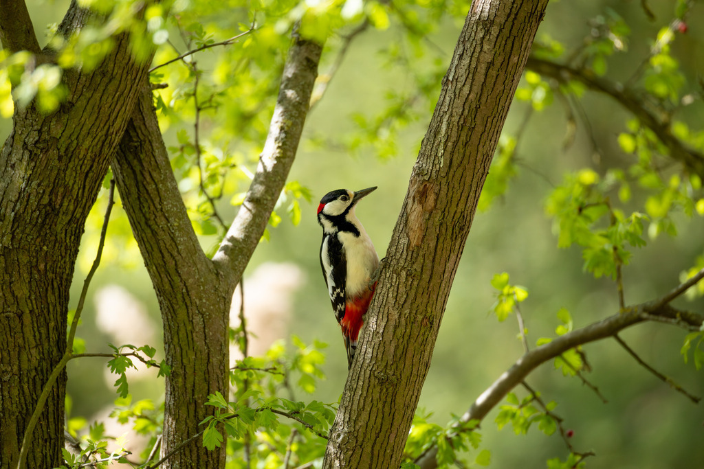 Der Buntspecht | Der Buntspecht (Dendrocopos major) gehört zu den bekanntesten und häufigsten Vogelarten Mitteleuropas und ist ein unverzichtbarer Bewohner unserer Wälder, Parks und Gärten. Er fällt nicht nur durch sein auffälliges, kontrastreiches Gefieder ins Auge, sondern vor allem durch seine charakteristischen Tätigkeiten: das laute Hämmern gegen Baumstämme, das sogenannte Trommeln, und die damit verbundene Suche nach Nahrung und das Anlegen von Bruthöhlen. Als „Baumdoktor“ spielt er eine wichtige ökologische Rolle bei der Kontrolle von Schadinsekten in Holzbeständen. - Realisiert mit Pictrs.com