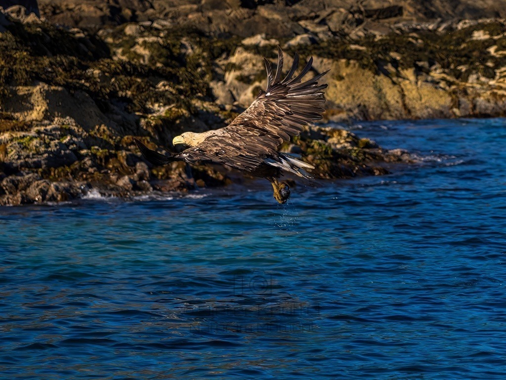 P1001631-LR-topaz-denoise-enhance | Natur im Moment - Realisiert mit Pictrs.com