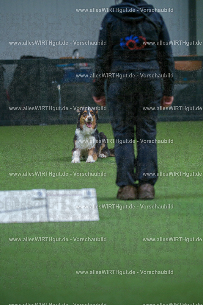 7R501977 | Professionelle Tierfotografie in Mönchengladbach von Daniel Wirth (allesWIRTHgut). Liebevolle & natürliche Bilder von Hunden & Katzen für unvergessliche Erinnerungen.