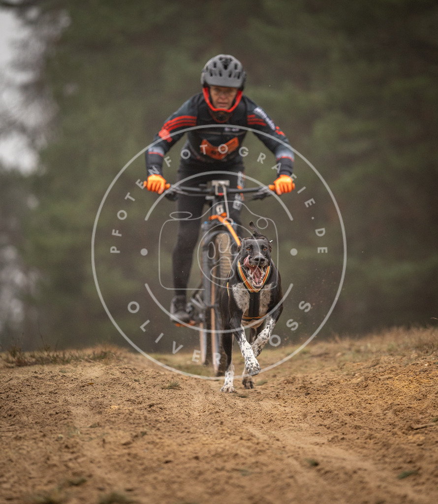 Pfotenfotografie_DV3A2660 | Hundefotografie, Tierfotograf, Pfotenfotografie, Fotoshooting Hund, Hunde Portrait, Hundesport, Hundeportraits, Heideshooting, Hunde, Sportfotograf, Hundefotograf, Turnierhundsport, THS,  - Realisiert mit Pictrs.com