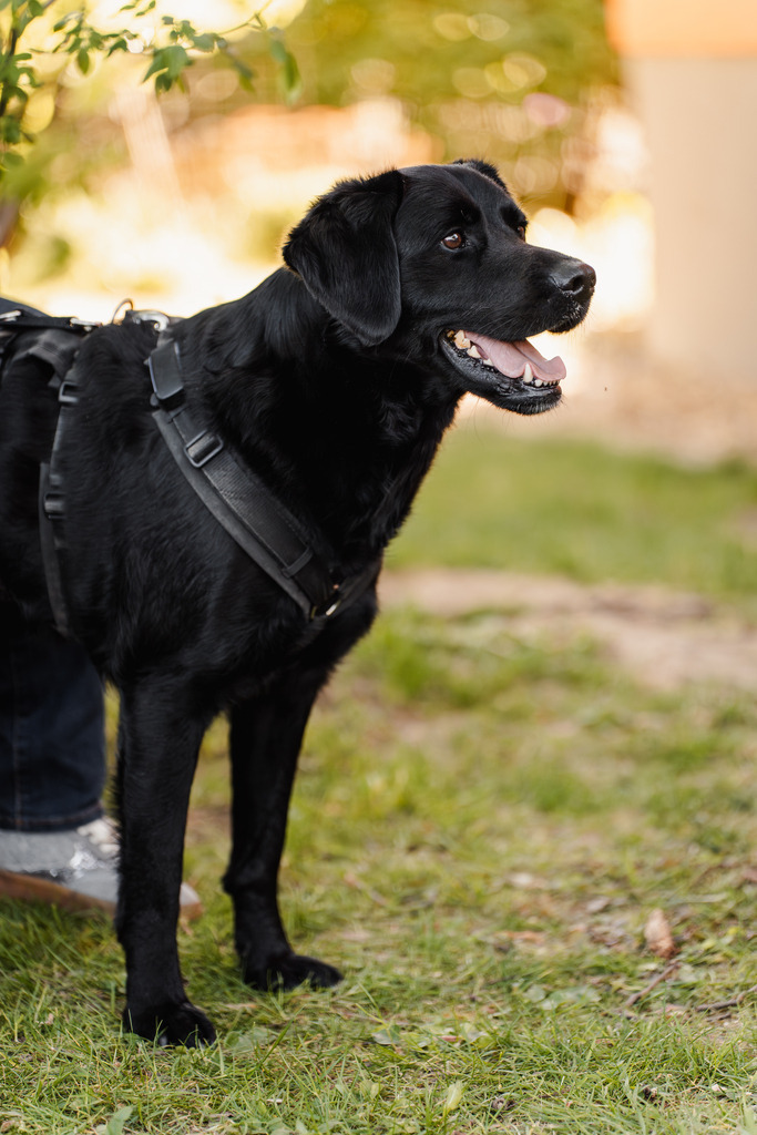 20260426-207 | MuT (Mensch und Tier) mit Mona - Fotografie und Tierkommunikation - Realisiert mit Pictrs.com