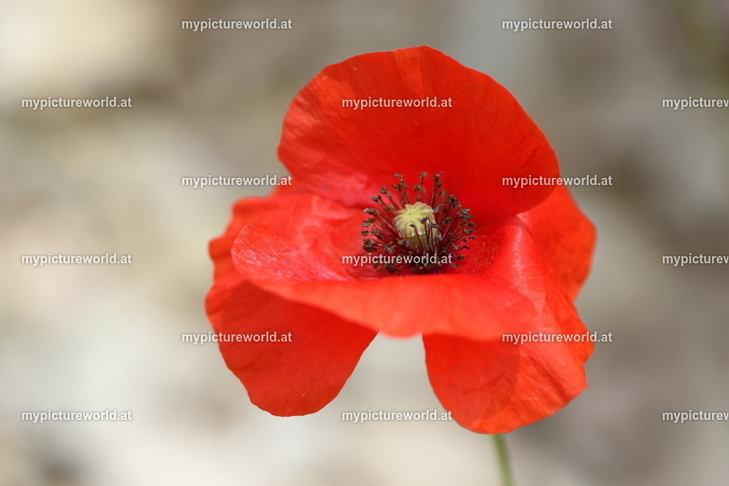 Klatschmohn-047 | Das Bilderarchiv über Tiere, Planzen und Landschaften. In der Bilddatenbank finden Sie ein große Auswahl an hochwertigen Bilder für Ihre Werbung - Realized with Pictrs.com