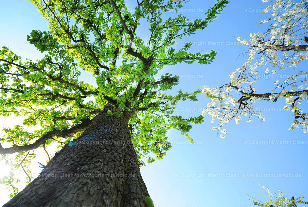 Baum_ELS_8120133794a | Fotos aus den Touristenorten aus Norddeutschland. - Realisiert mit Pictrs.com