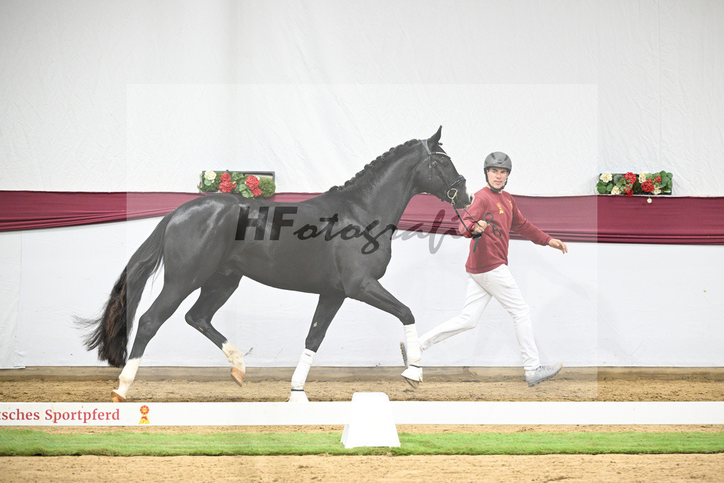 Kat-Nr. 130 Don Romance x Christ_Corinna Raedecke_47254100 | hf-fotografie - Realisiert mit Pictrs.com