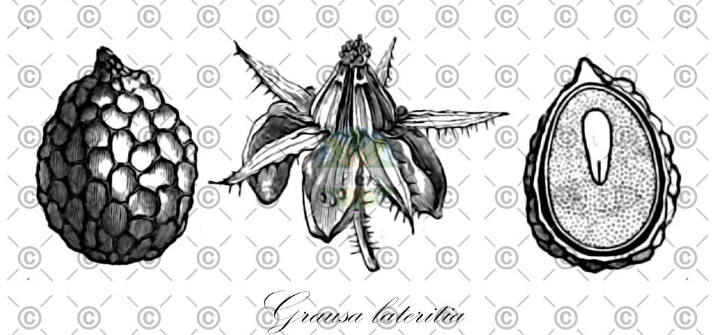 HistAbb_wfo-0001080491_1_ENZY_Simple | Historische Abbildung von Grausa lateritia - Loasaceae | Historical Illustration of Grausa lateritia - Loasaceae