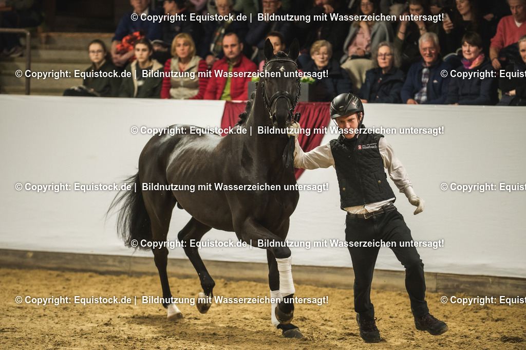 20240302_Hengstvorstellung_Marbach_TOMsPiC_1292 | equistock