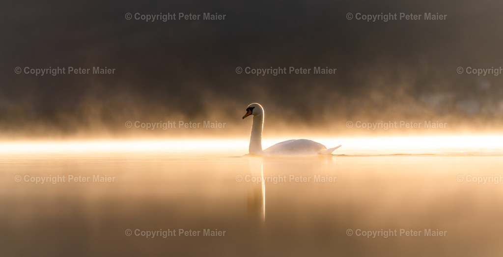 Morgendlicher Schwantanz | Schwan schwimmt über den Rosenbauer Stausee im Sonnenuntergang