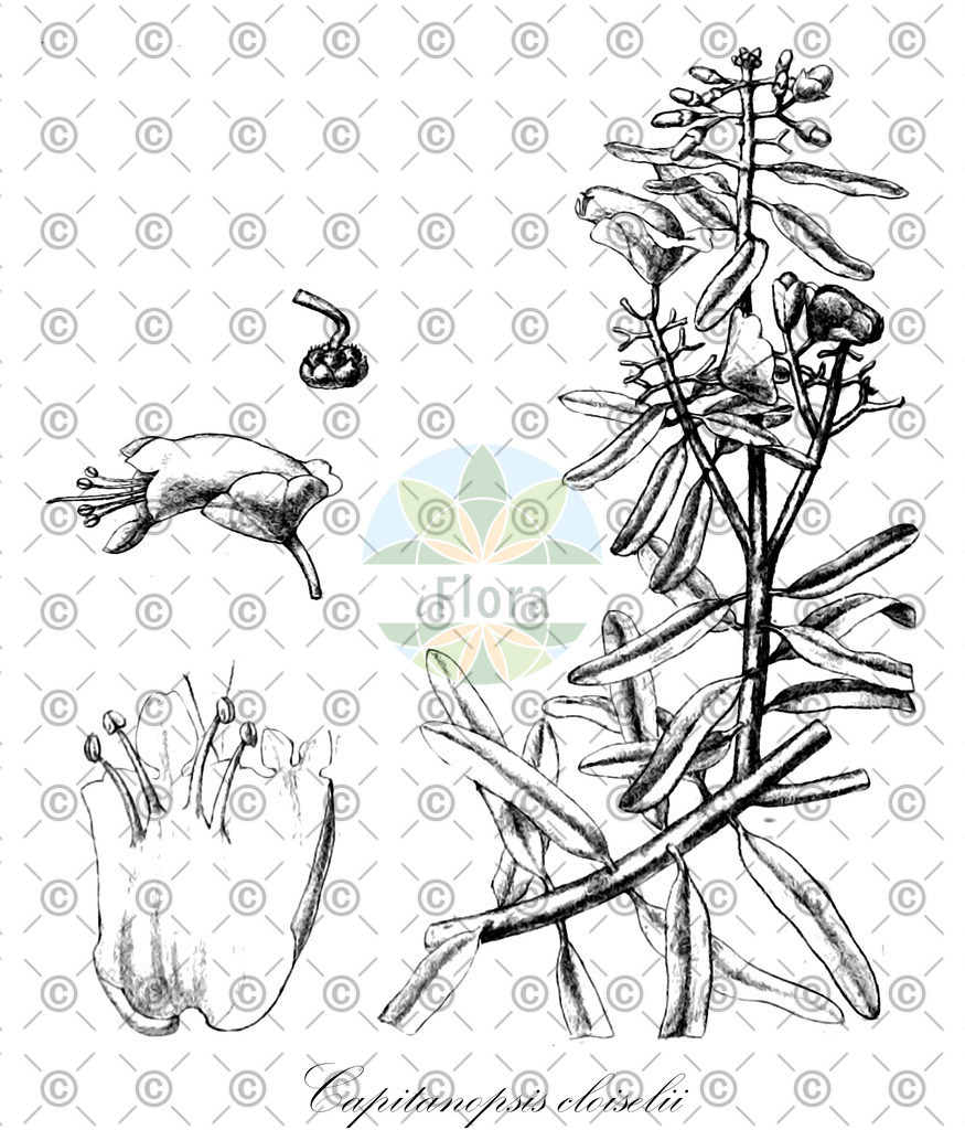 HistAbb_wfo-0000584372_1_ENZY_Simple | Historische Abbildung von Capitanopsis cloiselii - Lamiaceae | Historical Illustration of Capitanopsis cloiselii - Lamiaceae