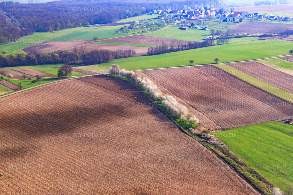Vue aérienne: Au printemps, des arbres en fleurs entre les champs et les prairies. à Surbourg dans le département Bas Rhin, France – .Photo: IMG_63789.jpg prise le 30/03/2014 par Werner Riehm/FLY-FOTO.eu – Résolution de l'original: 4323 x 2882 px